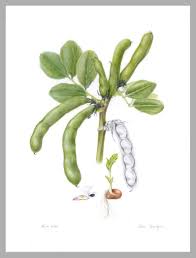 Image result for Vicia faba