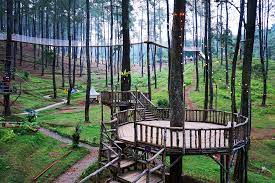 Terminal wisata grafika cikole adalah tempat wisata, restoran serta penginapan di udara yang sejuk dengan suhu 20 derajat celcius dan kontur area terminal wisata grafika cikole yang berbukit dikelilingi hutan pinus di area seluas 9 hektar merupakan tempat wisata di bandung lembang yang. Orchid Forest Cikole Ekowisata Yang Memanjakan Mata Di Lembang Bandung