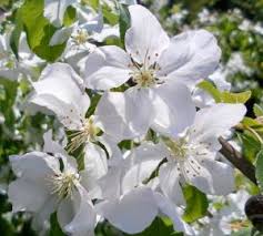 Seeds, twigs and wilted leaves of this tree are toxic if ingested. Unusual Or Exotic Trees The Crab Apple Or Wild Apple Tree Woodlands Co Uk