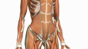 This article looks at the anatomy of the back, including bones, muscles, and nerves. Abdominal Muscles Physiopedia