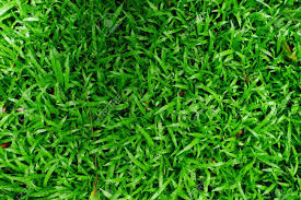 X your choice length carpet resistant to staining and uv damage, the resistant to staining and uv damage, the elevations carpet is a great fit for either indoor or outdoor spaces. Grass Background Fresh Lawn Grass Texture Perfect Green Grass Stock Photo Picture And Royalty Free Image Image 104633177