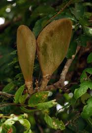 Image result for Xylia torreana