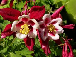 Small perennial flowers for shade. Perennials For Season Long Bloom