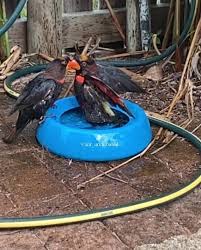 Slow motion dinosaurs