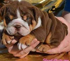 Pin On Puppies
