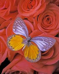 We did not find results for: Aesthetic Butterfly Paint By Number Numpaint Paint By Numbers