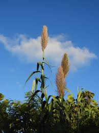 Image result for Arundo donax