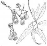 Image result for Boscia matabelensis