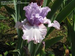 Tb Iris Crystal Gazer Keppel 2002 Types Of Flowers Iris Bearded Iris