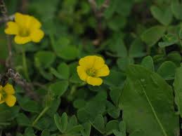 Weeds with tiny yellow flowers are black medic sometimes called yellow clover. Is This Plant A Weed Garden University Of Minnesota Extension
