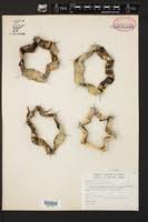 Image result for Bivinia jalbertii