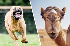 This can be used in situations to avoid clashes when using for example spring property placeholder together with camel. A Man Who Attacked A Dog Who Attacked His Camel Didn T Commit Animal Cruelty Offence Says Nsw Supreme Court