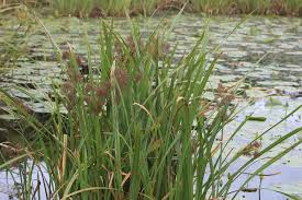Image result for Cyperus latifolius