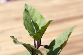ナスの育て方 苗の植え付け編 Lovegreen ラブグリーン