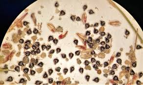 Image result for Eleocharis atropurpurea