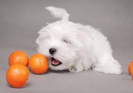Cats need an additional protein, taurine, in their feed. Can Dogs Eat Oranges Health Benefits Side Effects Tips