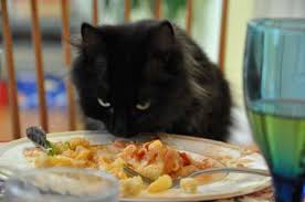 Post images of cats that are seating pasta. Can Cats Eat Pasta Is Pasta Safe For Cats Cattime Sick Cat Homemade Cat Food Cats