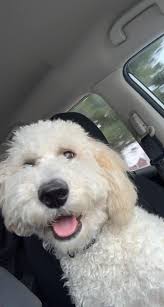 I have a dog with anxiety and separation anxiety. Nothing calms him down.