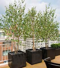 This stabilizes the tree and gives room for the tree's root catalpa trees grow best in full sun and some light shade in the hottest weather. Plant Specialists New York Landscape Architects Roof Garden Tree Planters Potted Trees
