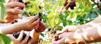 The industry is growing quickly due to free trade agreements within the apac regions opening opportunities for australian exporters. Fruit Picking Australia Fruit Picking Jobs Fruit Picking Season