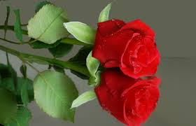 Natural Rose Flowers Wallpapers Flower Wallpaper Hd Nature In 2020 Rose Flower Pictures Wallpaper Nature Flowers Rose Flower Wallpaper