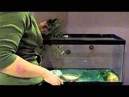 What is the best way to clean a reptile cage? How To Clean Your Gecko S Tank Youtube