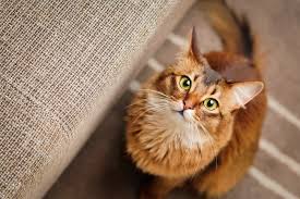 5 Conseils Pour Ceux Qui Ont Un Chat Age Astuces De Grand Mere Urine De Chat Races De Chats Faits De Chat