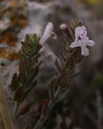 Image result for Mostuea microphylla