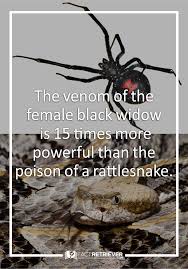 Here are 14 of the most dangerous spiders in the world & how to avoid them. 85 Interesting Facts About Spiders Factretriever Com Female Black Widow Spider Fact Spider