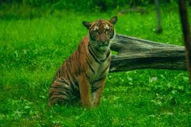 Tiger From Bronx Zoo In New York Animals Nature Photography Bronx Zoo Zoo Animals