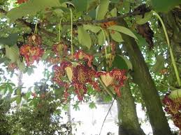 Image result for Monodora junodii