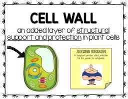 Howstuffworks looks at the differences between even though their cells are constructed similarly, plants and animals have different cellular in addition to a cell membrane, plants have cell walls made out of tough compounds called cellulose. Stem Visual Vocabulary Posters Plant And Animal Cells Vocabulary Posters Vocabulary Plant And Animal Cells
