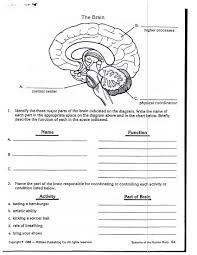 nervous system worksheet 3rd grade brain diagram science