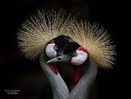 35 Truly Dramatic Examples Of Animal Photography Noupe Wild Animals Photography Wild Animals Photos Animals Beautiful
