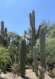 Image result for Pachycarpus concolor