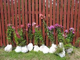 Check spelling or type a new query. Phlox Pflanzen Zeitpunkt Standort Vorgehen Plantura