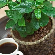 Arabica Coffee Plant Coffee Plant Growing Coffee Fast Growing Trees