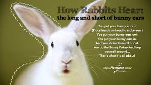 Its cold from my perspective do bunnies have ears? How Rabbits Hear The Long And Short Of Bunny Ears