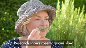 Now we are lucky enough to have a. Rosemary Planting Growing And Harvesting Rosemary Plants The Old Farmer S Almanac