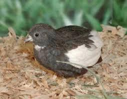 Button Quail Color Id