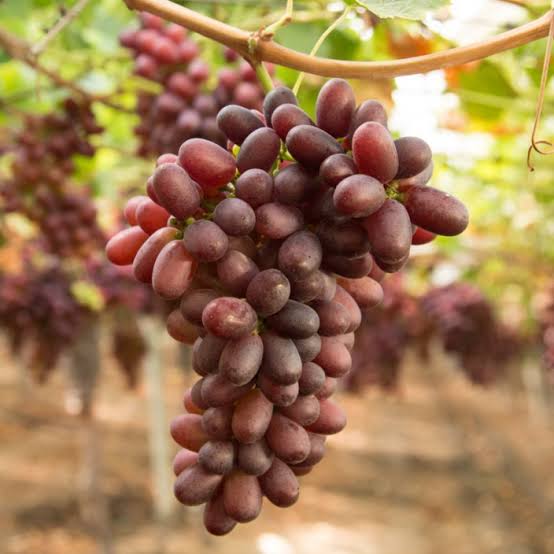 Uva Crimson Seedless