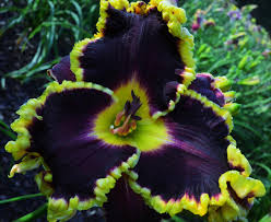 Modern daylilies bred and grown in florida. Daylily Hemerocallis Wine Country In The Daylilies Database Garden Org