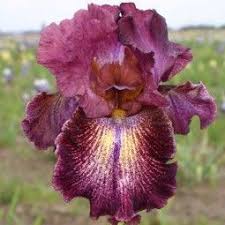 Iris Germanica Sirop De Framboise Iris Des Jardins Sirop De Framboise Jardin Rose Iris