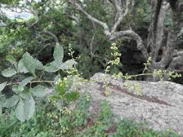 Image result for Searsia nebulosa