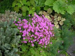 Image result for Oxalis purpurascens
