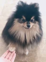 Husky, anak anjing, anjing, siberian husky, imut, jenis anjing, mamalia, kereta luncur anjing, wallpaper hd. Bts Twitter Update Lucu Bts