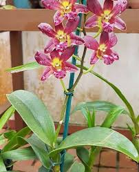 Match dendrobium orchid care with its native habitat, and you'll set the path to dependable blooms. How Often Do Orchids Bloom Tips To Make Orchid Blooms Longer