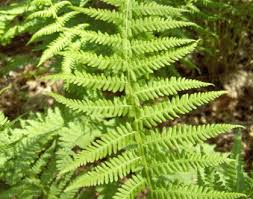 Image result for Dryopteris antarctica