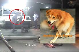 Sentience is the ability to perceive or feel things. What Can We Malaysians Do When We See An Animal Being Abused News Rojak Daily
