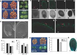 Plant cells contain almost all of the organelles found in animal cells but have several new ones to help them survive. Feronia Receptor Kinase Controls Seed Size In Arabidopsis Thaliana Molecular Plant